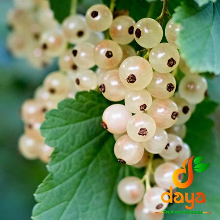 White Grapes Nutrition Information