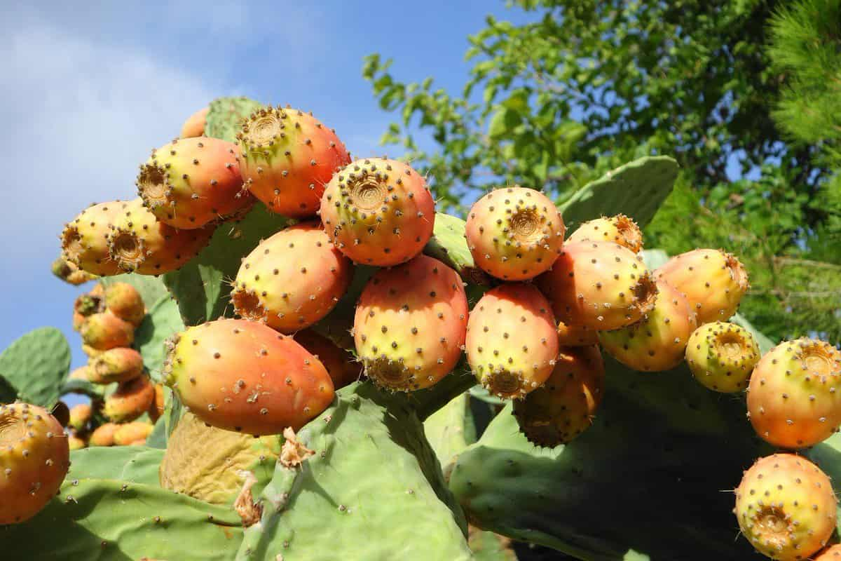  Prickly Pear Per Pound; Available 6 Colors Green Pink Red Purple Yellow Orange 