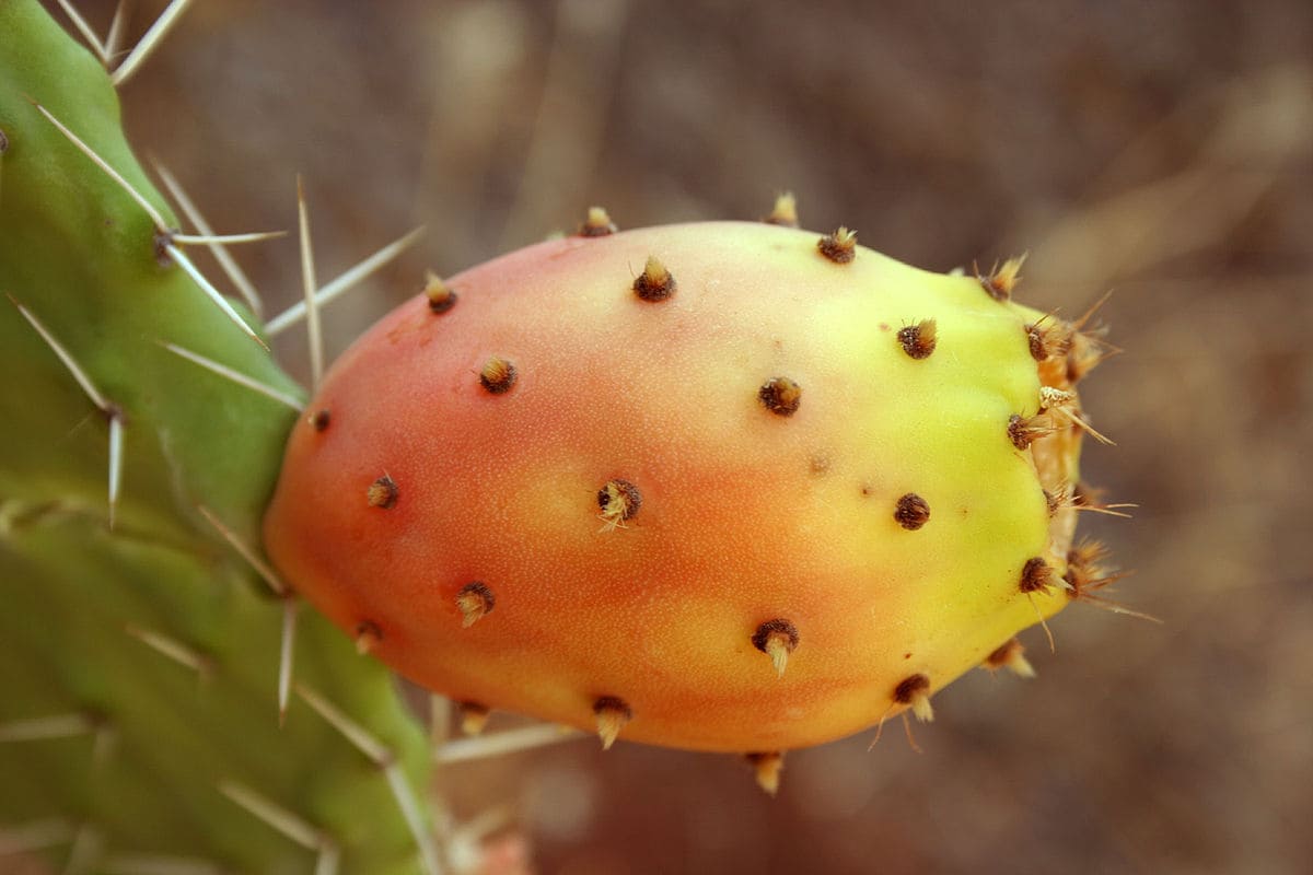  Prickly Pear Per Pound; Available 6 Colors Green Pink Red Purple Yellow Orange 