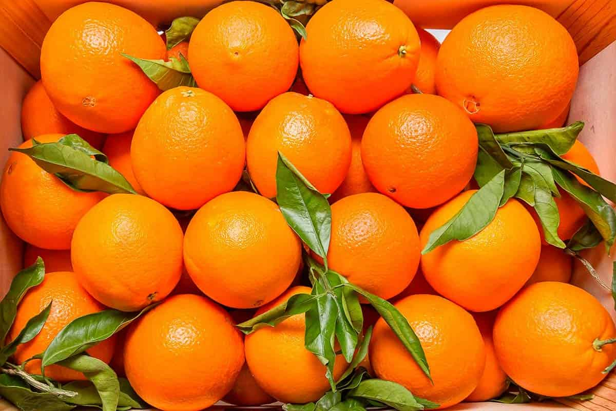  Navel Orange price 