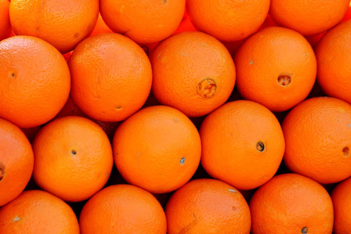  Navel Orange price 