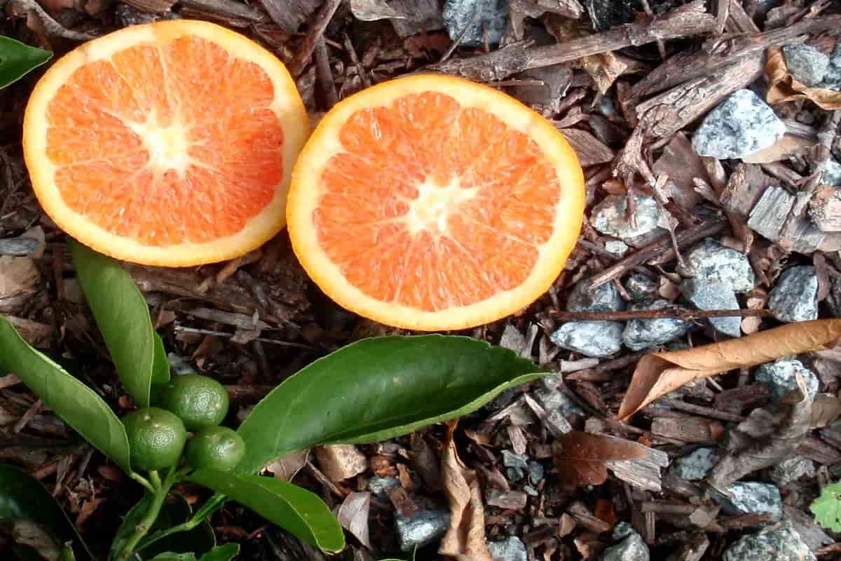  Cara Cara Orange Price per Pound 