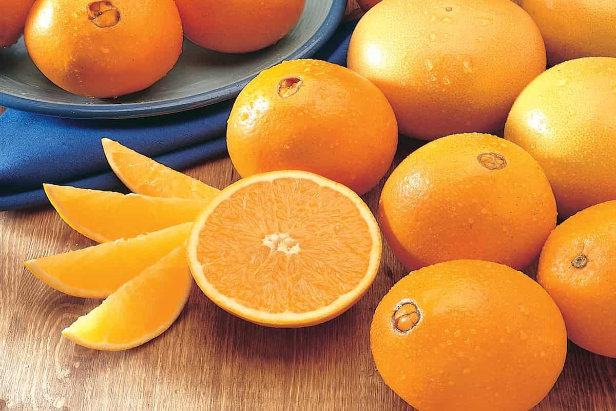  Navel Orange Price per Kilo 