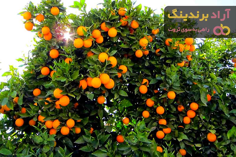  Navel Orange Plant Price 