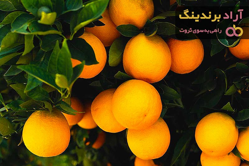  Buy Bitter Orange Tree + Great Price 