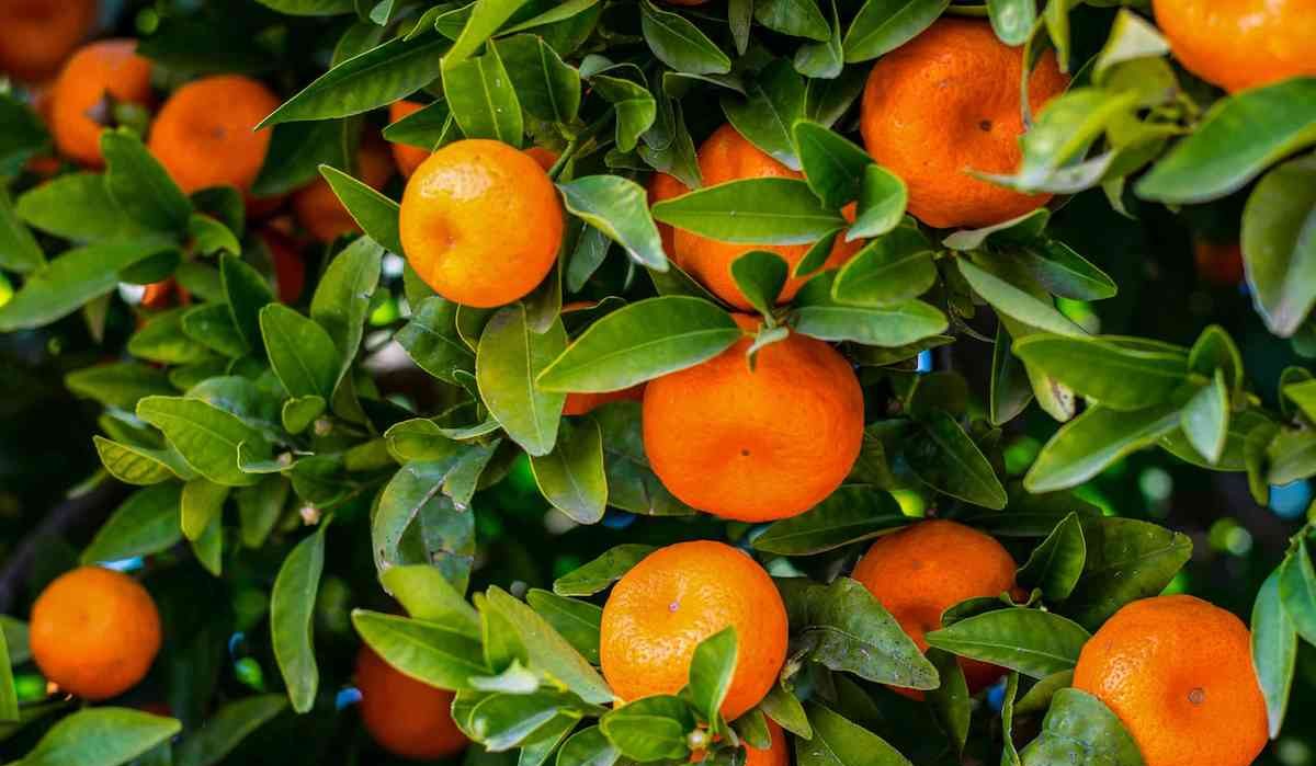  Buy Mandarin Oranges | Selling with Reasonable Prices 