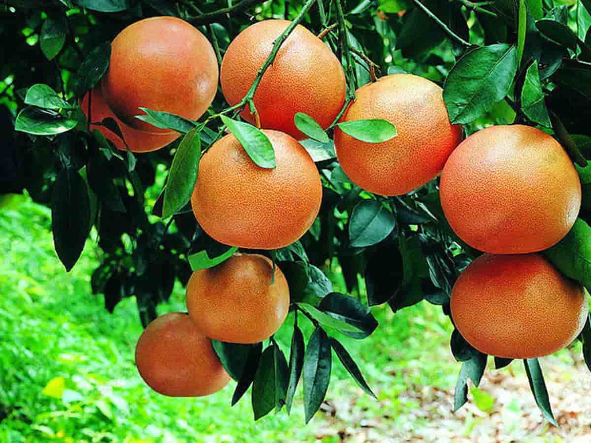  Buy The Best Types of Flame Grapefruit At a Cheap Price 