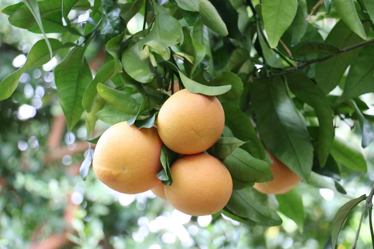  Buy Duncan Grapefruit | Selling All Types of Duncan Grapefruit At a Reasonable Price 