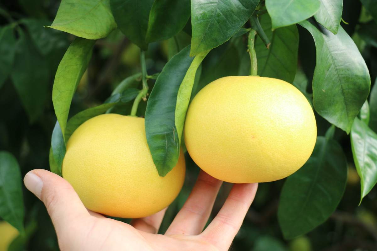  Buy Duncan Grapefruit | Selling All Types of Duncan Grapefruit At a Reasonable Price 