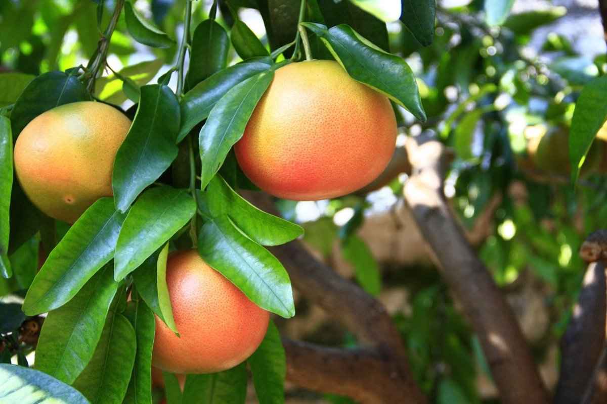  Buy Duncan Grapefruit | Selling All Types of Duncan Grapefruit At a Reasonable Price 