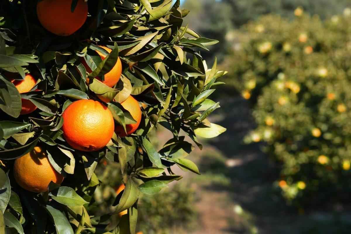  Buy New sweet orange fruits + great price 