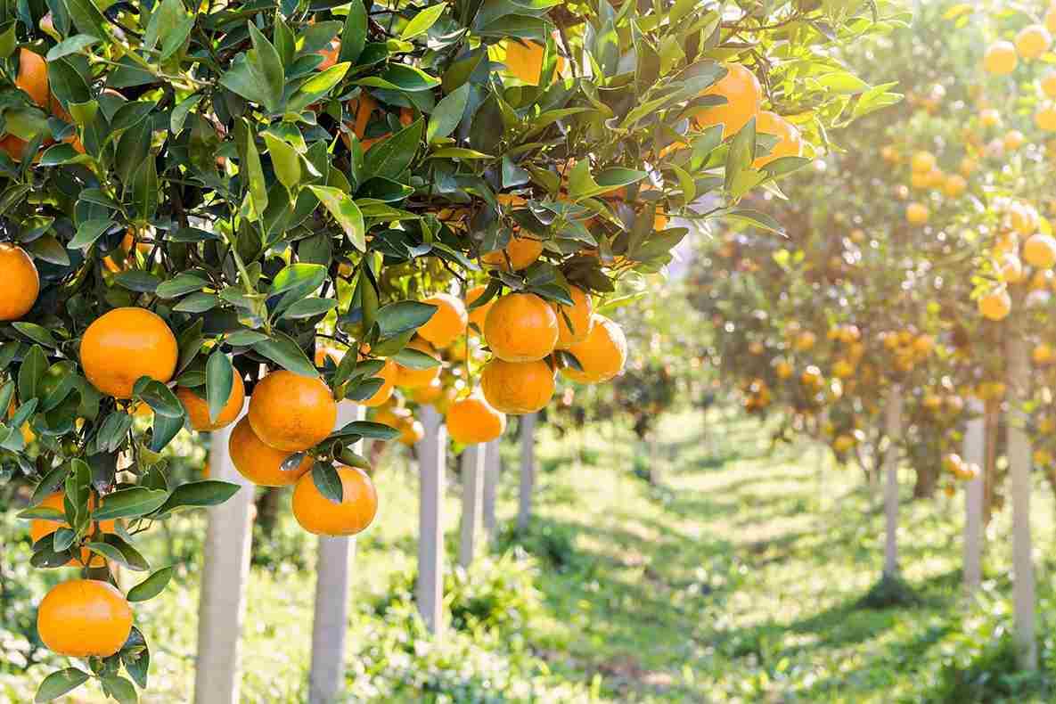  Buy New sweet orange fruits + great price 
