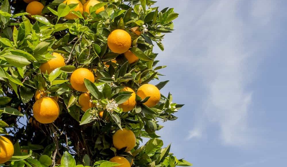  Purchase And Day Price of Fresh Valencia Oranges 